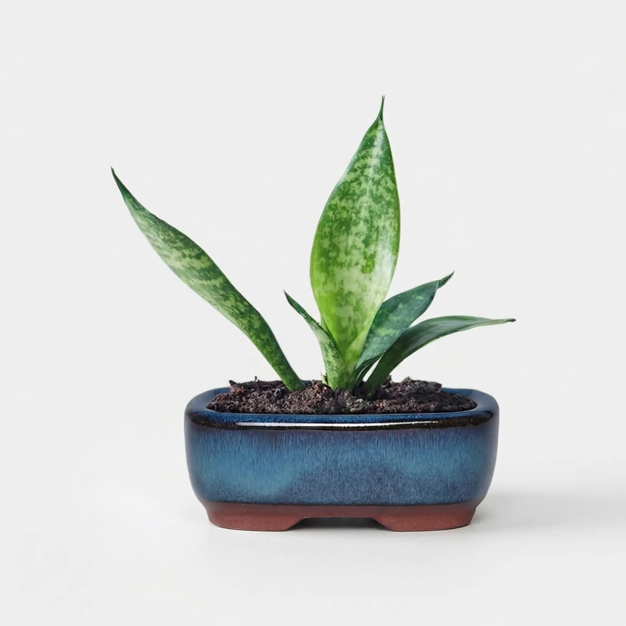 Nordspur | Terraventi Glazed Rectangular Low-Profile Plant Pot