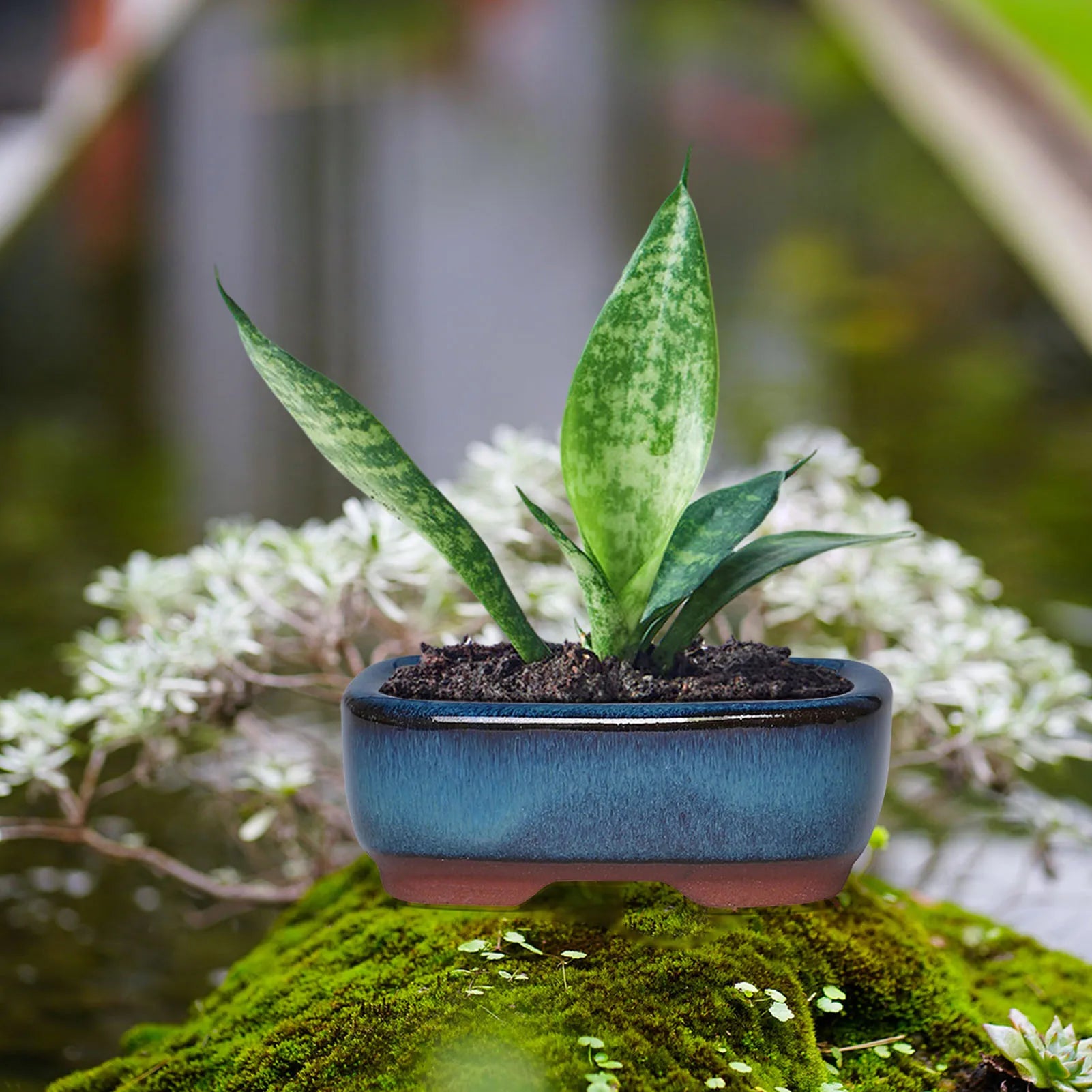 Nordspur | Terraventi Glazed Rectangular Low-Profile Plant Pot
